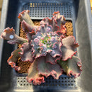 Echeveria 'Speed Bump' 4"-5" Succulent Plant Cutting