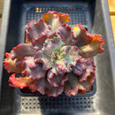 Echeveria 'Speed Bump' 4"-5" Succulent Plant Cutting