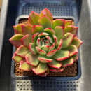 Echeveria Agavoides 'Star Boss' Variegated 3"-4" Succulent Plant Cutting