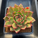 Echeveria Agavoides 'Star Boss' Variegated 3"-4" Succulent Plant Cutting