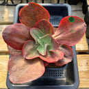 Echeveria 'Ruby Lips' 6"-7" Large Succulent Plant Cutting
