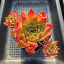 Echeveria 'Elizabeth' 4"-5" Succulent Plant