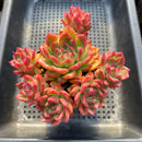 Echeveria 'Bradley' 4"-5" Cluster Succulent Plant