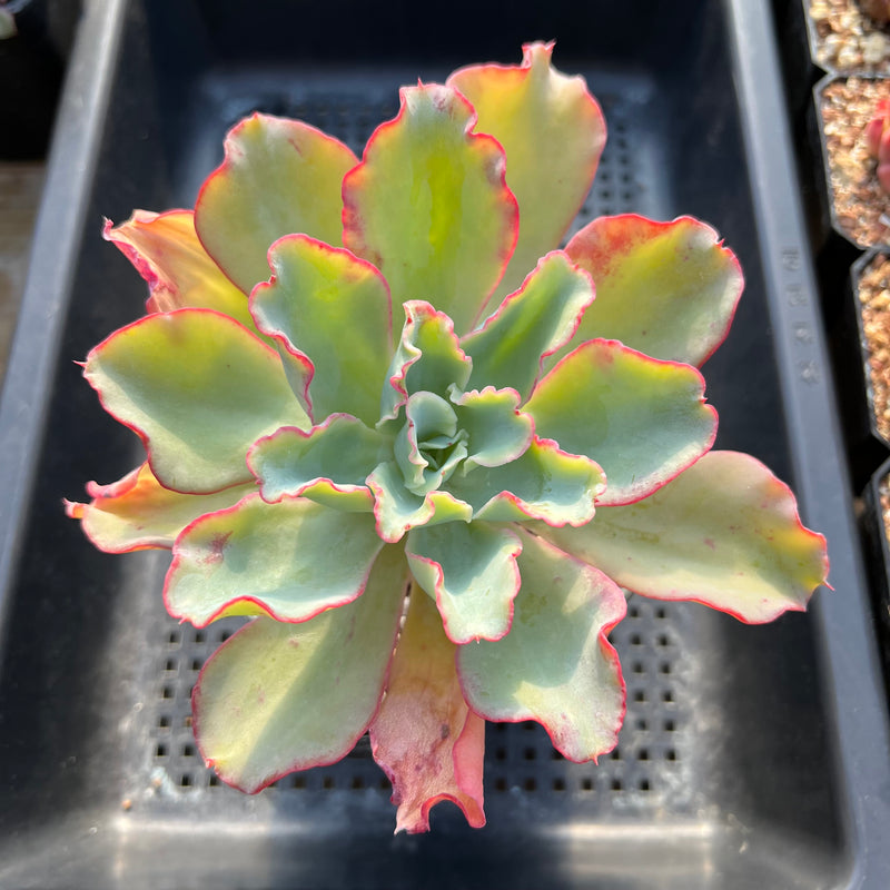 aquarius succulent Echeveria 'Aquarius' 3"-4" Succulent Plant