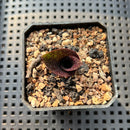 Massonia Pustulata 2" Perennial Plant