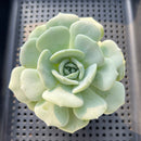 Echeveria 'Snow Garden' 3" Large Succulent Plant