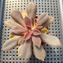 Echeveria Carnicolor 2" (100% Grown In House) Succulent Plant