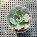 Echeveria Eurychlamys 2" Succulent Plant