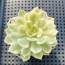 Echeveria 'Desert Rose' Variegated 2"-3" Succulent Plant