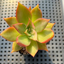 Echeveria Agavoides 'Wave' Variegated 2" Succulent Plant