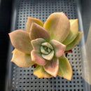 Echeveria 'Nutchi' Mutated 3" Succulent Plant