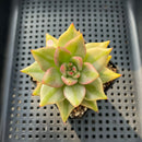 Echeveria Agavoides 'Elkhorn' Variegated 2" Succulent Plant