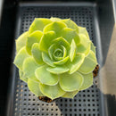 Echeveria 'Simulans' Variegated 4"-5" Succulent Plant