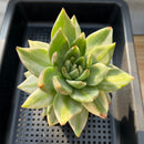 Echeveria Agavoides 'Elkhorn' Variegated 5"-6" Extra Large Succulent Plant