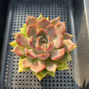 Echeveria 'Raphael' 3" Succulent Plant