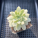 Echeveria 'Humilis' Variegated 2" Succulent Plant