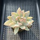Pachyveria 'Simonoasa' Variegated 3" Succulent Plant
