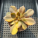 Echeveria 'Black Rose' Variegated (100% Grown In House) 2"-3" Succulent Plant