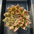 Graptoveria 'Starfire' 4" Large (Suculentia Original Hybrid) Succulent Plant