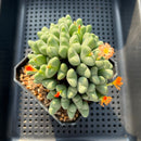 Conophytum 'Bilobum' Cluster 4" Succulent Plant