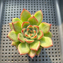 Echeveria Agavoides 'Fire Pillar' 2" Succulent Plant