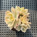 Echeveria Runyonii Variegated Cluster (Aka Echeveria 'Akaihosi' Variegated) 2" Succulent Plant