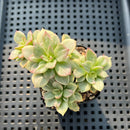 Echeveria sp. Variegated 2"-3" Succulent Plant