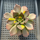 Echeveria 'Black Prince' Variegated 2"-3" Succulent Plant