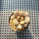 Graptoveria Amethorum (E. Purposorum x G. Amethystinum) 1" Succulent Plant