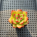 Echeveria 'Tim' 2" Succulent Plant