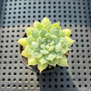 Echeveria 'Hearts Choice' 1" Succulent Plant