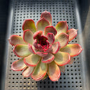 Echeveria sp. 2"-3" Succulent Plant
