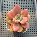Graptoveria 'Ruby Donna' 2" Succulent Plant