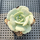 Echeveria 'Snow Garden' 2" Succulent Plant