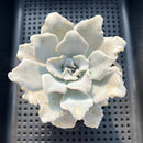 Echeveria Lilacina 'Crispate Beauty' 3"-4" Succulent Plant