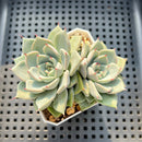 Echeveria 'Lagrima' 2" Succulent Plant
