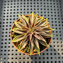 Echeveria Lutea 2"-3" (100% Grown In House) Succulent Plant