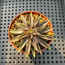 Echeveria Lutea 2"-3" (100% Grown In House) Succulent Plant