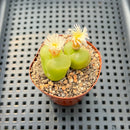 Conophytum Maughanii (Set of 2) 2" Succulent Plant
