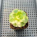 Echeveria 'Nicksana' Variegated 2" Succulent Plant