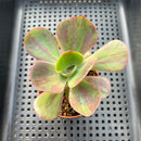 Echeveria 'Goiabinha' Variegated 2" (100% Grown In House) Succulent Plant