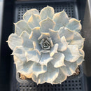 Echeveria Lilacina Variegated 5" Large Succulent Plant