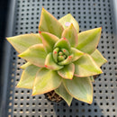 Echeveria Agavoides 'Elkhorn' Variegated 2" Succulent Plant