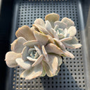 Echeveria 'Milk Purple' 3"-4" Changhee Hybrid succulent Plant