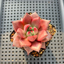 Echeveria Agavoides 'Romeo' 3" Succulent Plant
