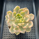 Echeveria 'Pretty In Pink' Variegated 3" Succulent Plant