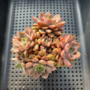 Echeveria 'Lucidium Roman' 3" Cluster Succulent Plant