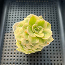 Sedeveria 'Rolly' Variegated 2"-3" Succulent Plant