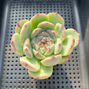 Echeveria 'Ruby Brush' 2"-3" (Chihuahuaensis Hybrid) Succulent Plant