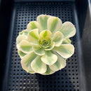 Echeveria 'Compton Carousel' Variegated 2" Succulent Plant